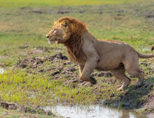 Tour Info: Kafue National Park in October 2022 – 25% discount