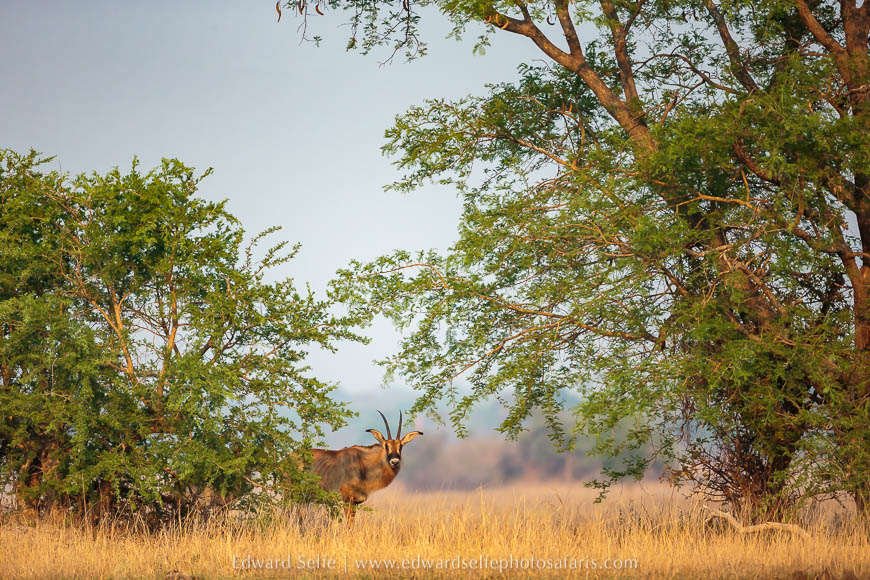 Wildlife image from a photo safari with edward selfe.