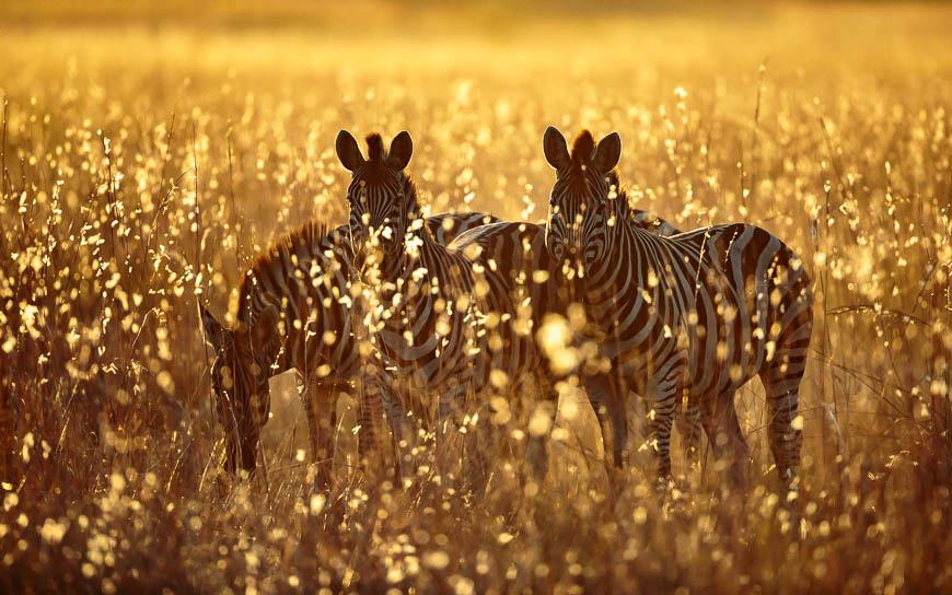 Images of wildlife from photo safari with edward selfe
