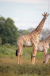 One half of the Giraffe trio panorama