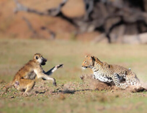 Tour Info: Single space on Two Valley Photo Safari in 19-28 Sep 2023