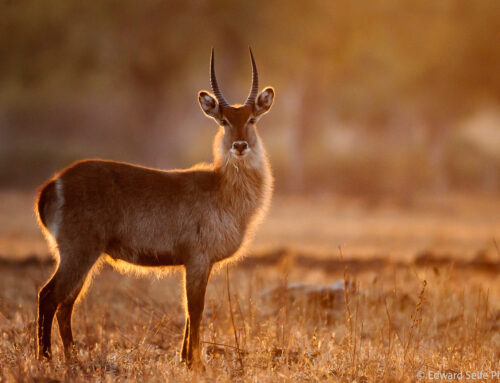 Skills: Shooting into the Light, Backlight & Silhouettes