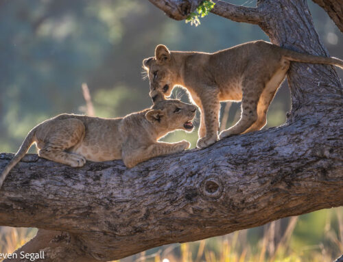 Guest Report: Steven Segall | Emerald Season Lower Zambezi | Anabezi Camp | May 2024