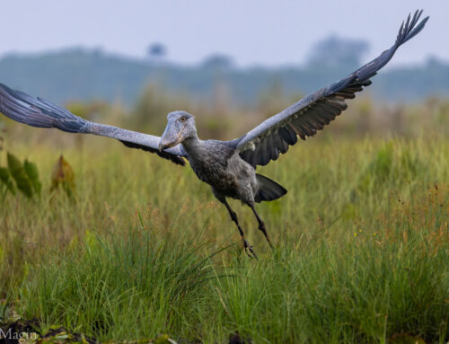 Guest Report: Don Magin | Uganda & Kenya Adventure | June & July 2024