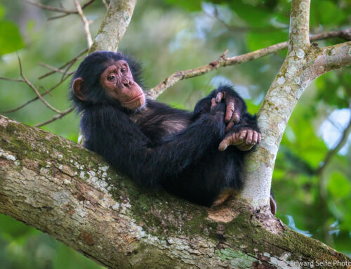 Photo Safari Report: Uganda & Kenya Adventure | June & July 2024