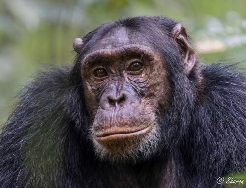 Guest Report: Sharon Magin | Uganda & Kenya | June & July 2024