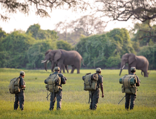 Life in the Bush: Conservation South Luangwa Needs your Help