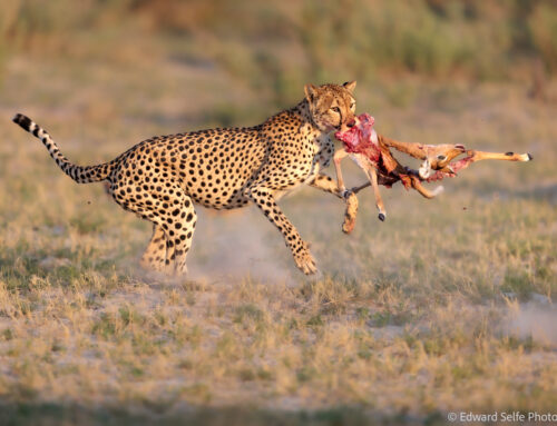 Photo Safari Report: Exclusive Botswana | Dec 2024