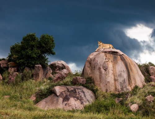 Photo Safari Report: Bespoke Kenya & Tanzania | Mar 2025