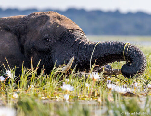 Photo Safari Report: Bespoke Botswana | May 2025