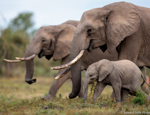 Photo Safari Report: Emerald Season South Luangwa & Bangweulu | May 2025