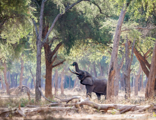 Photo Safari Report: Prime Lower Zambezi | July 2025