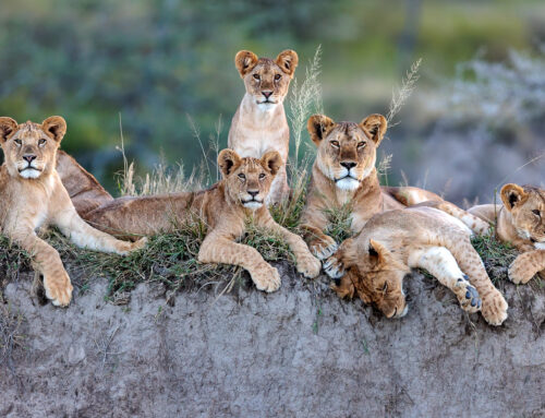 Skills: Where to cut off animals (in a photo!)