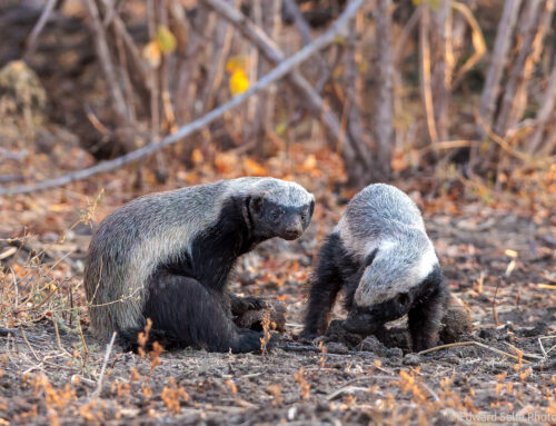 Photo Safari Report: Custom Two Valleys | Aug 2025