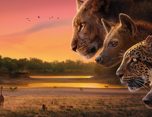 Life in the Bush: Living in the land of BBC’s Kingdom