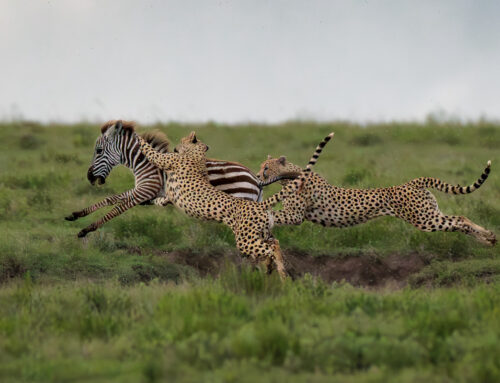 Photo Safari Report: Custom Exclusive Tanzania | Feb & Mar 2026