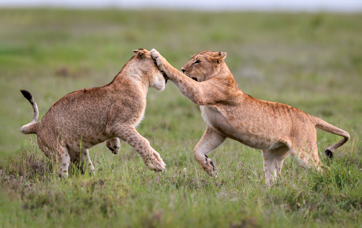 260317_0604_1621-Edit