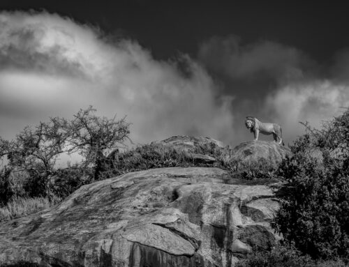 Photo Safari Report: Exclusive Tanzania | Mar & Apr 2026