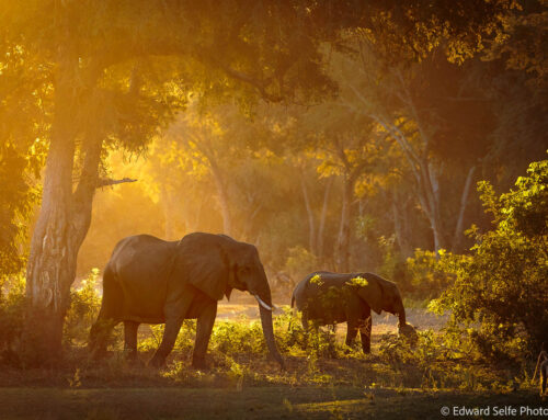 Skills: How to photograph wildlife in the forest of Lower Zambezi