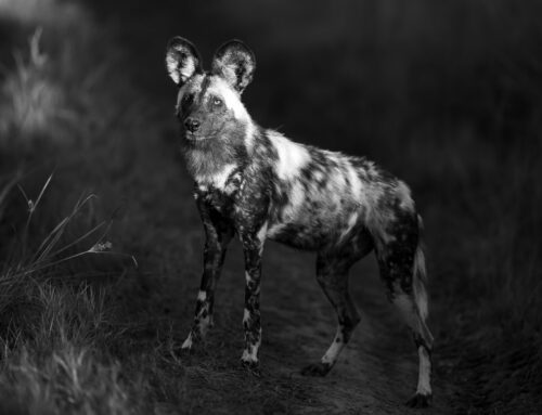Photo Safari Report: Custom Exclusive Botswana | Apr & May 2026