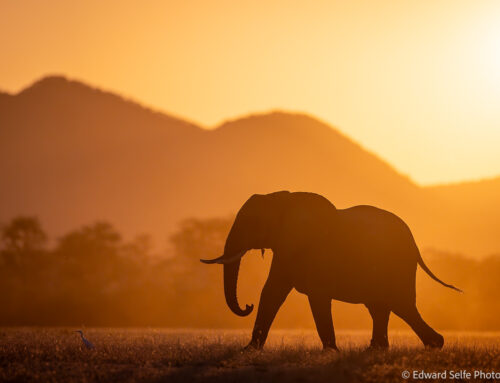 Photo Safari Report: Emerald Season Lower Zambezi | May 2026