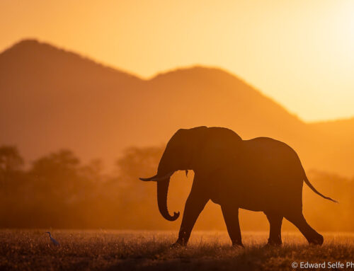 Photo Safari Report: Emerald Season Lower Zambezi | May 2026