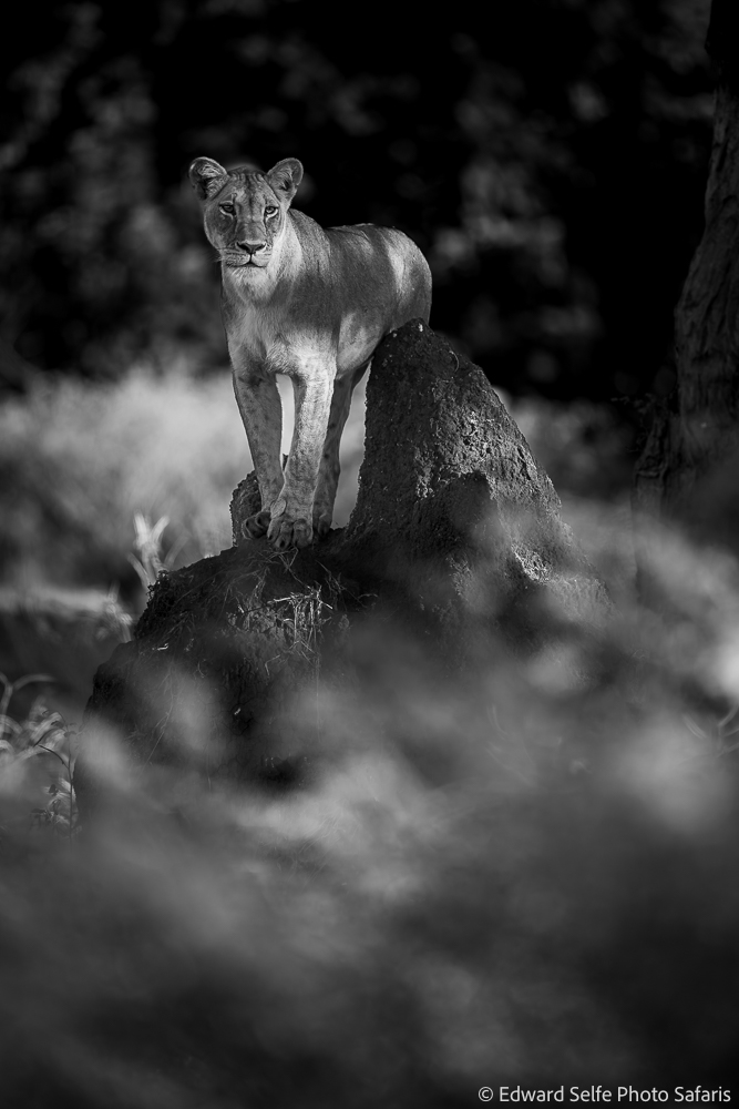 260529_0802_8508