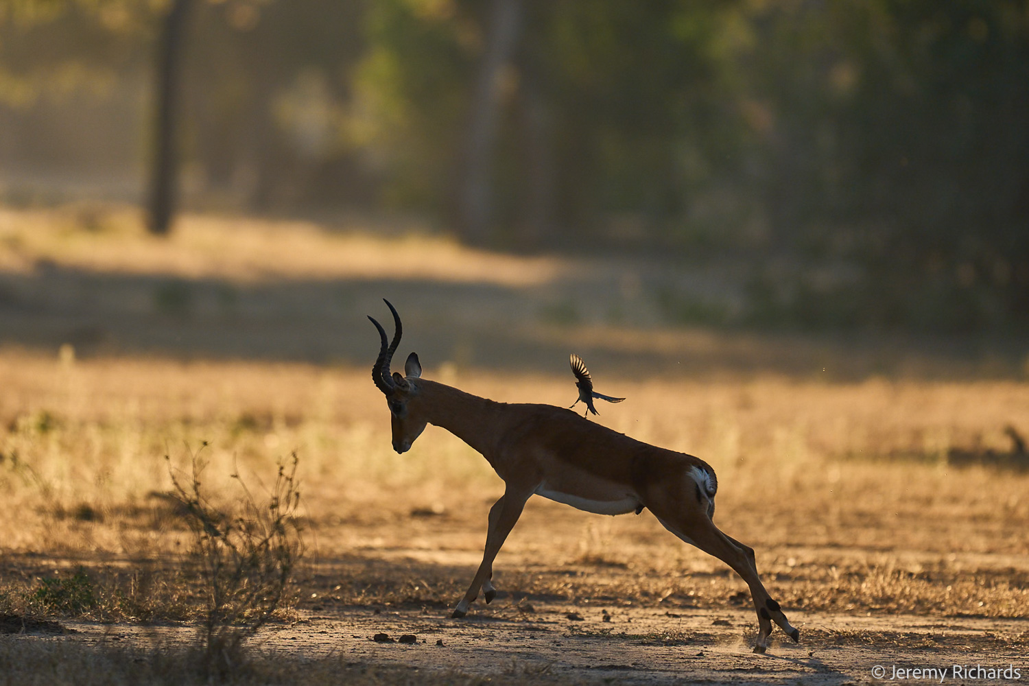 Zambia May 2026 – 008 Jeremy Richards