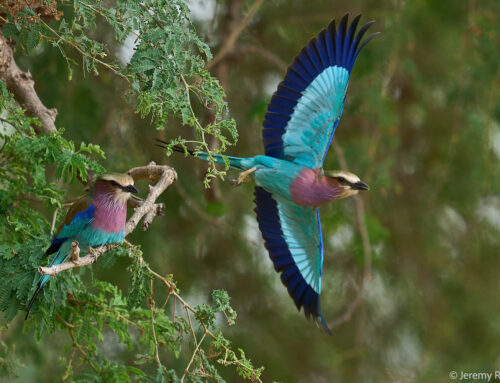 Guest Report: Jeremy Richards | Emerald Season Lower Zambezi | May 2026