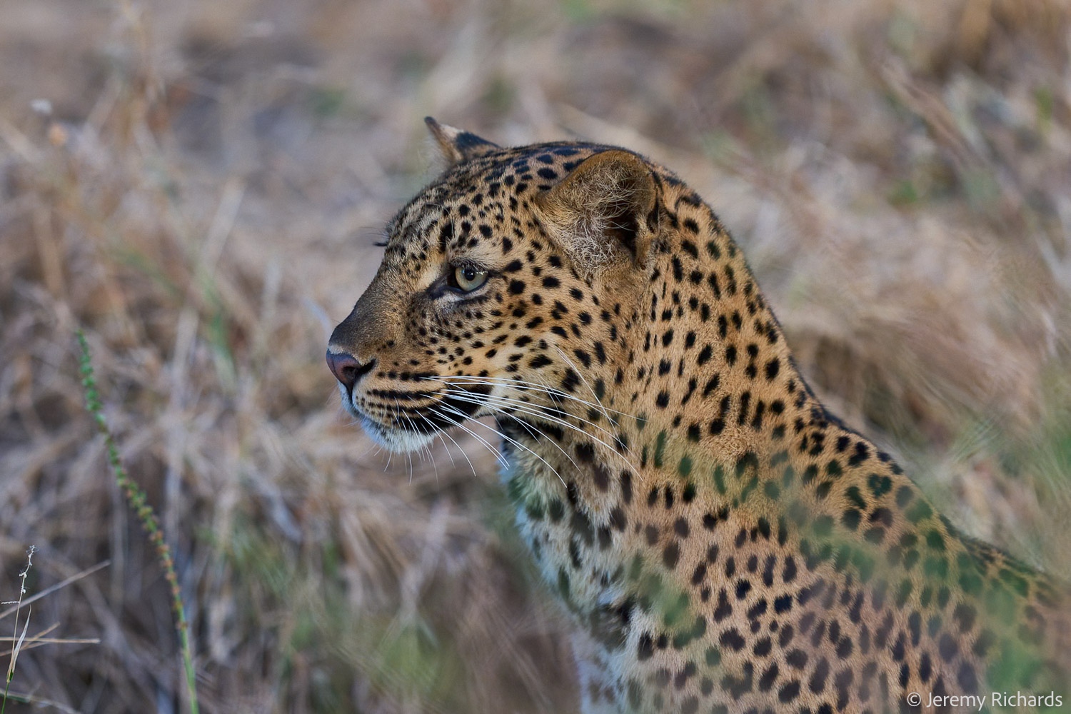 Zambia May 2026 – 019 Jeremy Richards