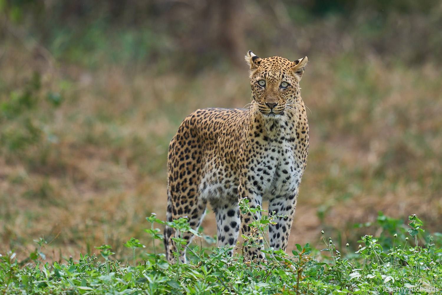 Zambia May 2026 – 021 Jeremy Richards