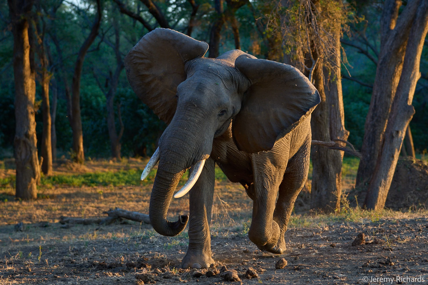 Zambia May 2026 – 023 Jeremy Richards