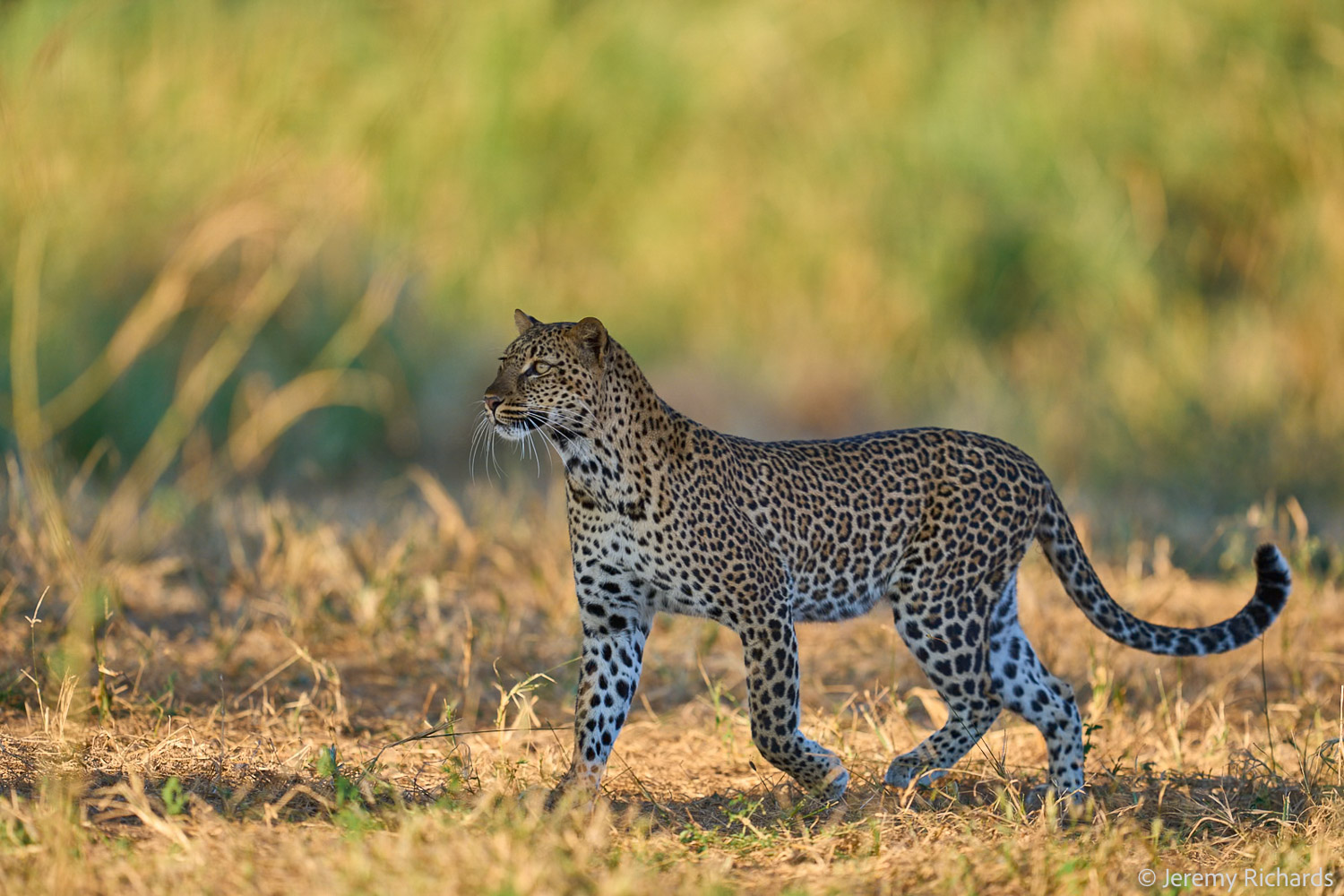 Zambia May 2026 – 026 Jeremy Richards