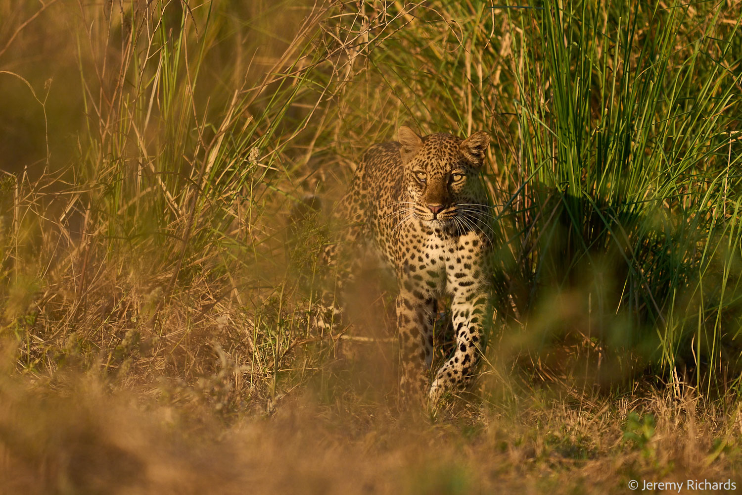 Zambia May 2026 – 027 Jeremy Richards