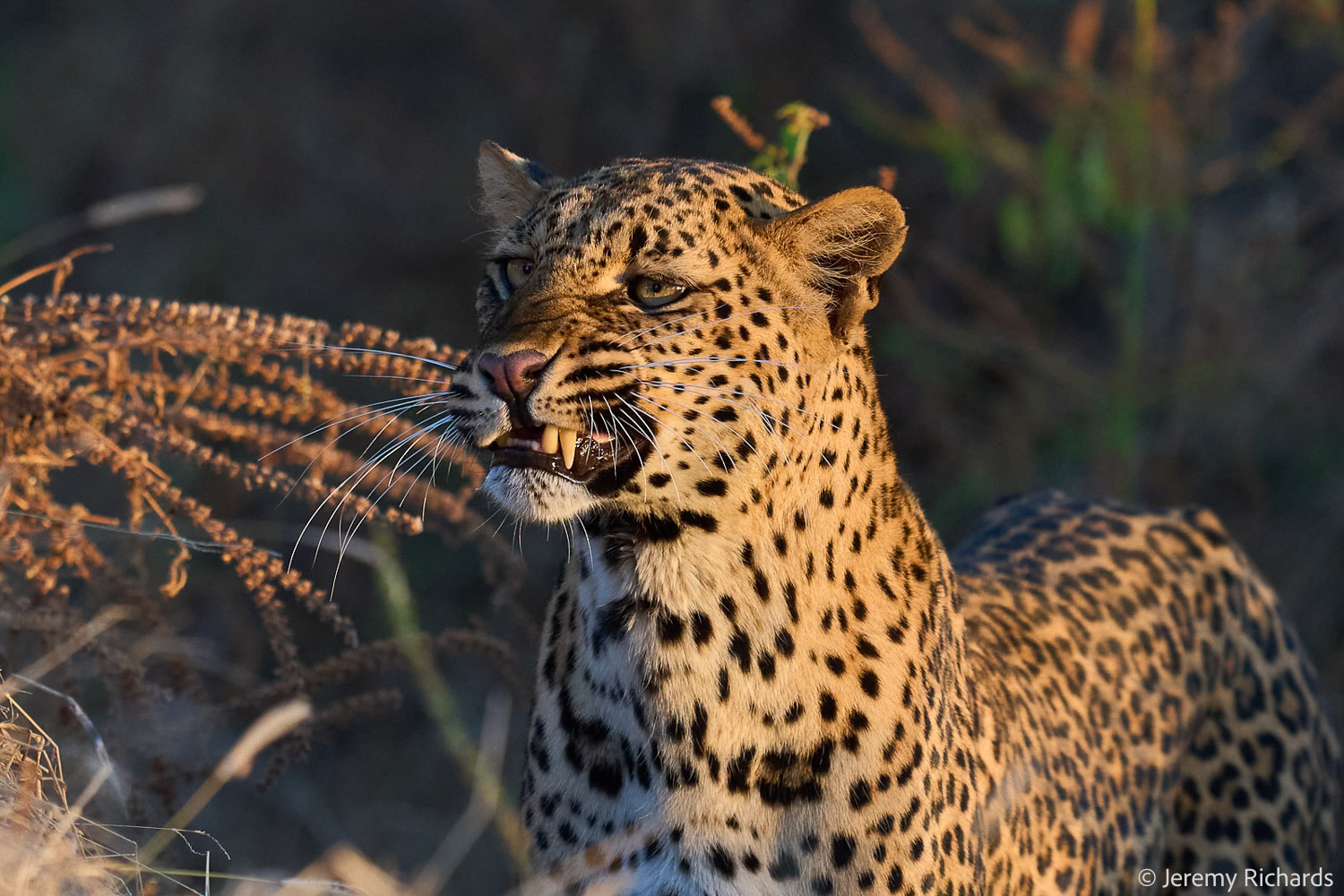 Zambia May 2026 – 028 Jeremy Richards