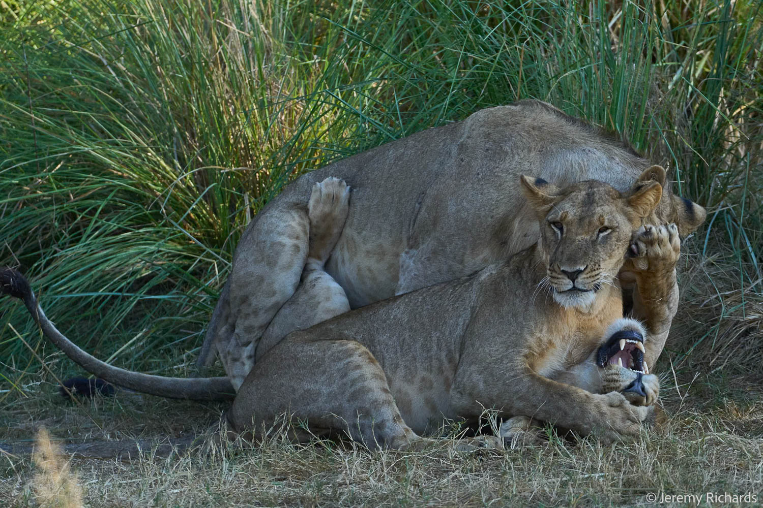 Zambia May 2026 – 042 Jeremy Richards