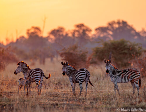 Photo Safari Report: Bespoke Zambia & Botswana | June 2026