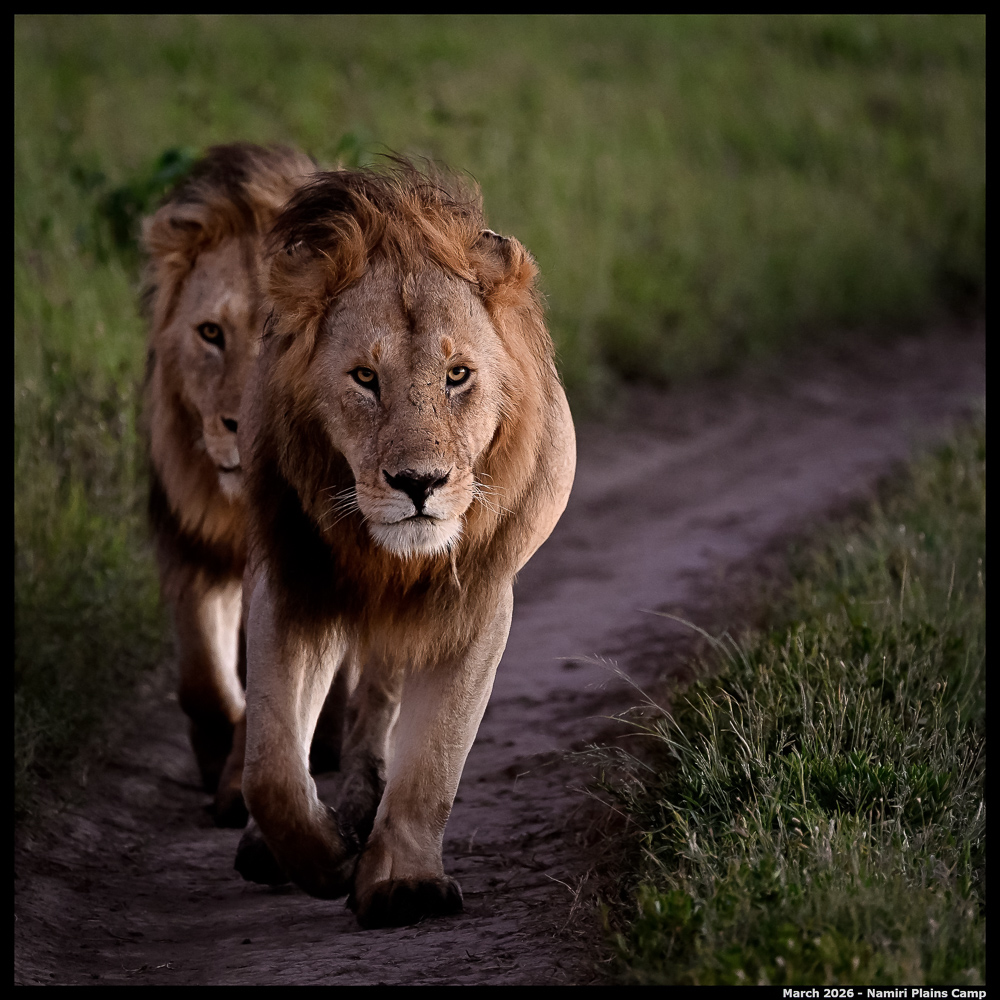 _Z8B1707_00001_Ute_2400px