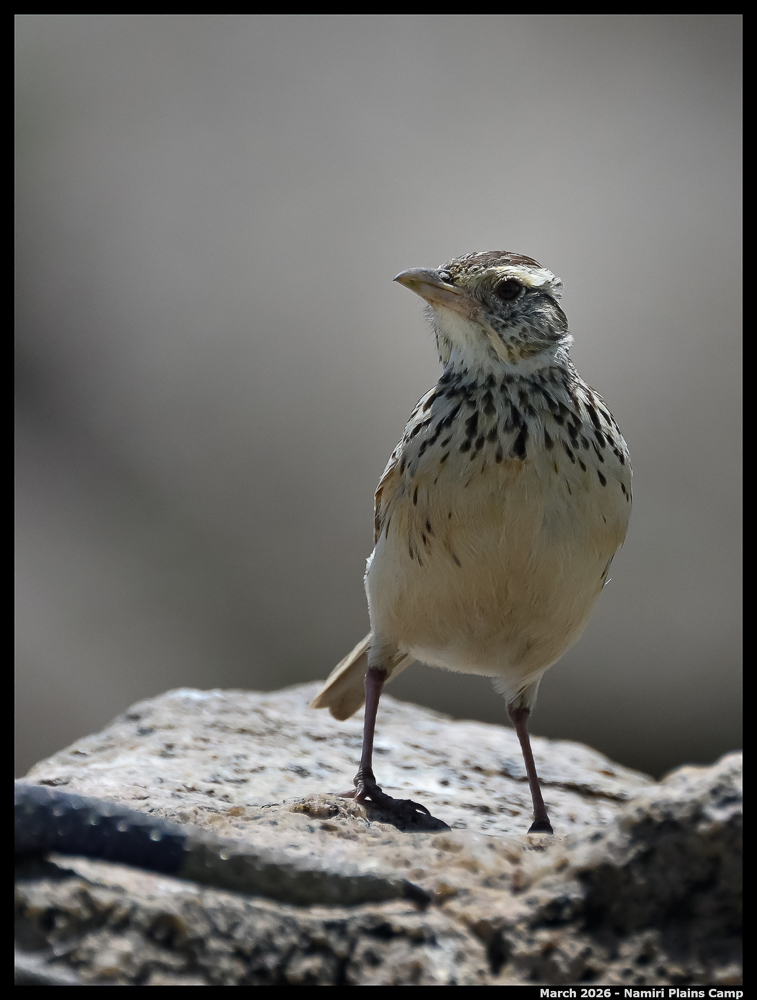 _Z8B2956_00001_Ute_2400px
