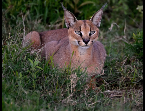 Guest Report: Ute Young | Exclusive Tanzania | Mar 2026
