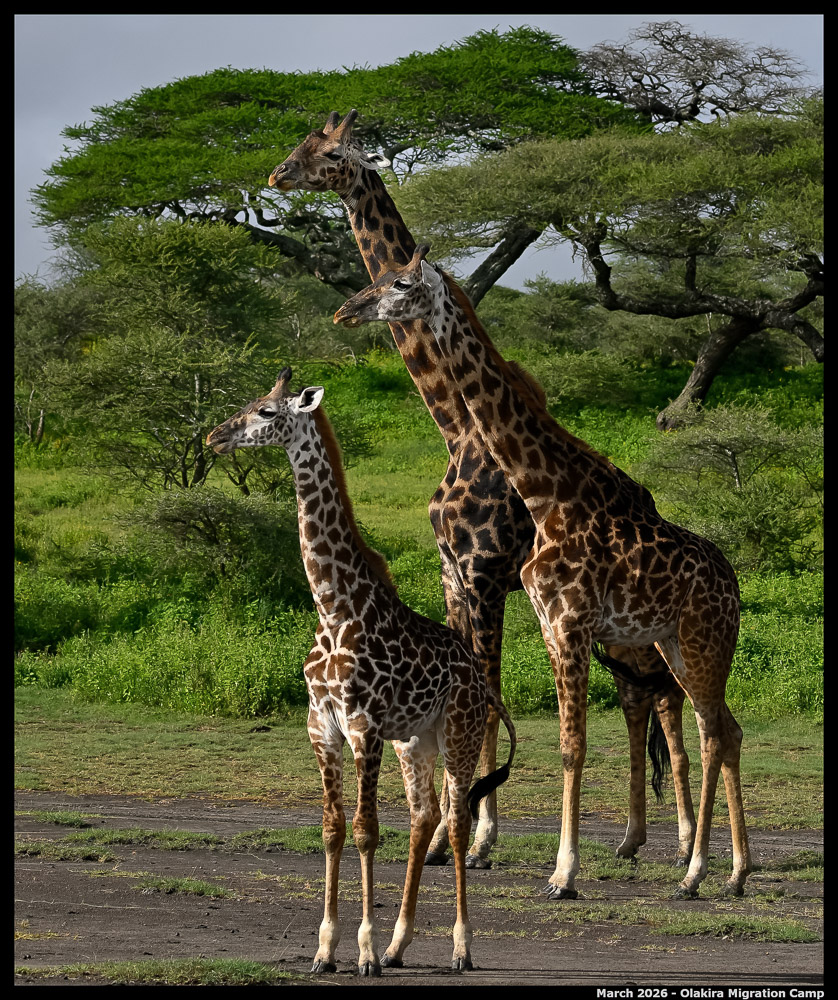 _Z8B6647_00001_Ute_2400px