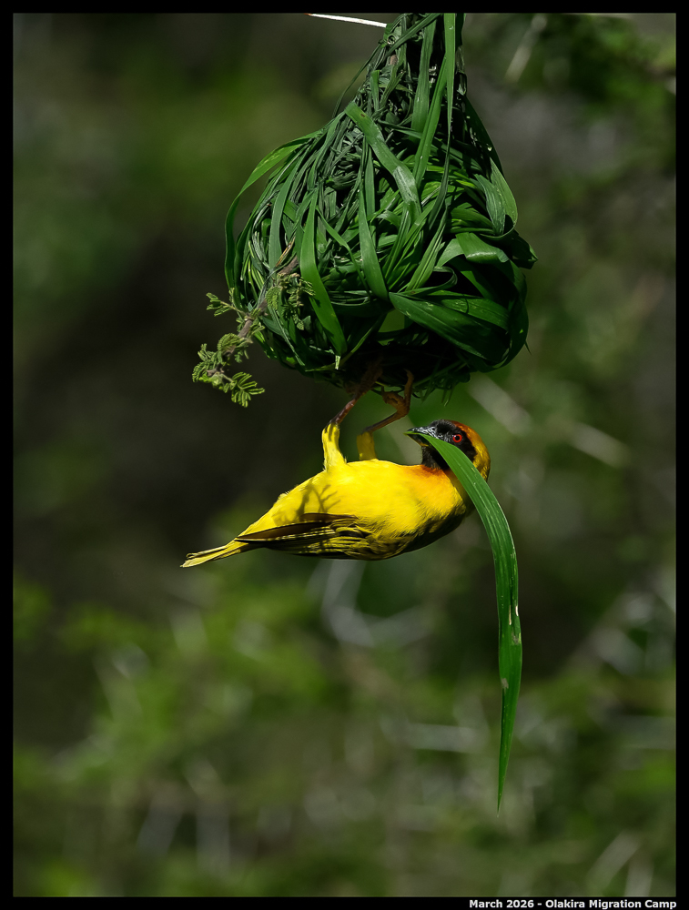 _Z8B8118_00001_Ute_2400px