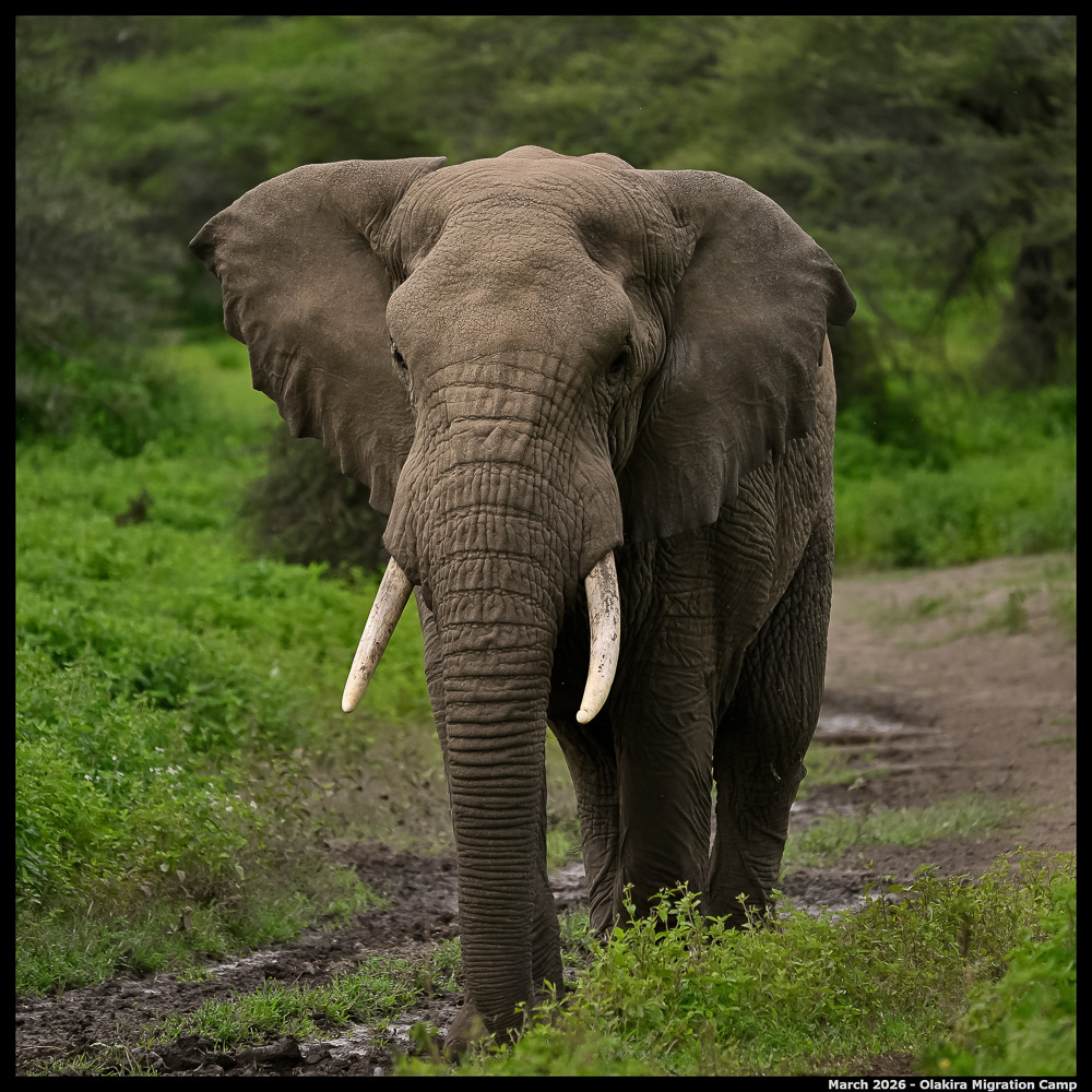 _Z8B9534_00001_Ute_2400px