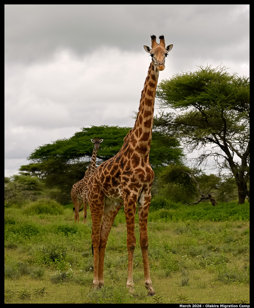 _Z8B9587_00001_Ute_2400px