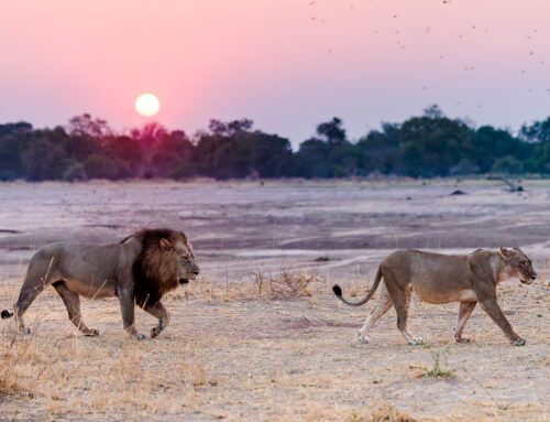Photo Safari Report: Two Valleys Photographic I | Sep 2026