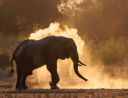 Photo Safari Report: Two Valleys Photographic II | Sep 2026